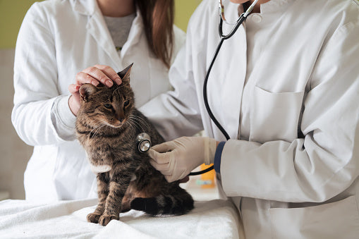 Activities  JR! Little Vet School- Cat F26